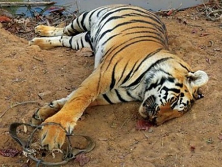 25 दिन में पांच बाघों का हुआ शिकार