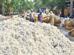 chindwara, Cotton, purchased,farmers,May 13