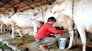 bhopal, Central Semen Institute, plays, leading role, milk production , breed improvement