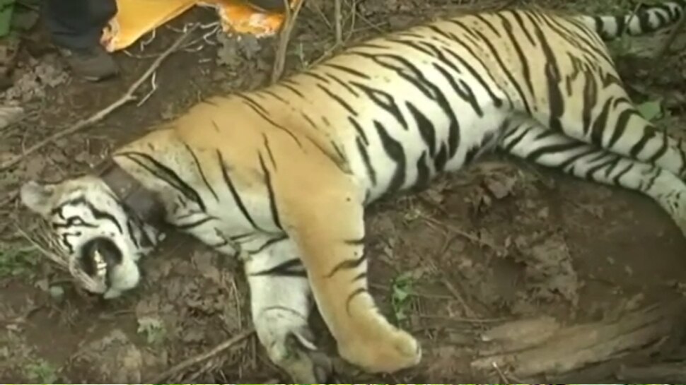 panna, Another tiger killed,Panna Tiger Reserve, dead body found ,river bank