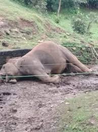 bhopal, Female elephant , Bandhavgarh Tiger Reserve, dies ,due to electrocution