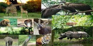 bhopal, MP State-level, wildlife conservation week ,celebrated from October 1