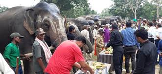 umaria, Elephant Festival ,booms , Bandhavgarh National Park