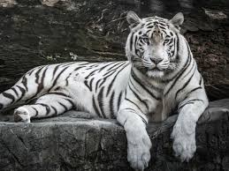 rewa,7-year-old ,White Tiger Gopi ,dies ,Mukundpur White Tiger Safari
