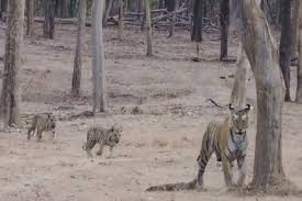 seoni, Two cubs, with tigress ,seen in Pench Park