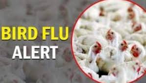 bhopal, Bird flu confirmed, nine districts , Madhya Pradesh