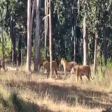 mandla, Kanha tiger reserve , full of tigers
