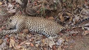 Chhindwara, Leopard killed, dead body found , suspicious circumstances