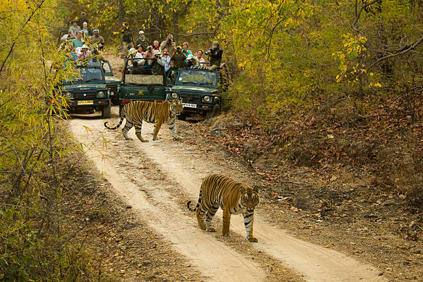 सतपुड़ा में बाघों ने रोका पर्यटकों का रास्ता