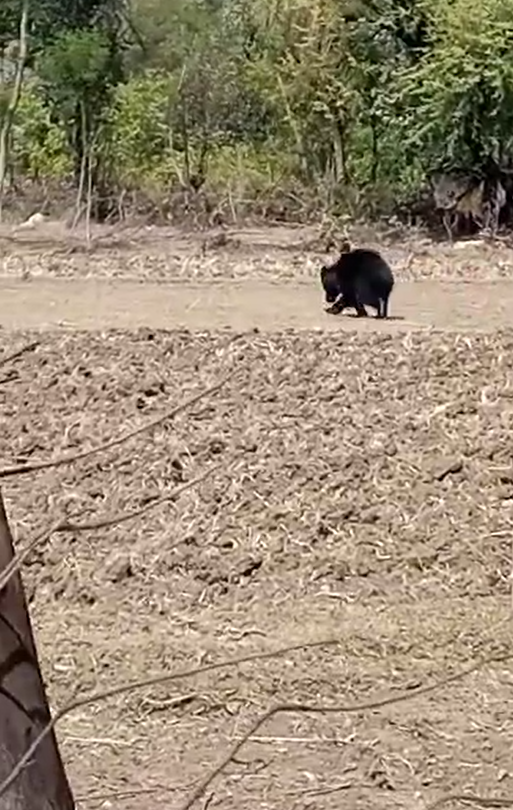 वन विभाग ने भालू को रेस्क्यू कर बचाया