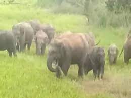 बुल्लावाला में किसान हो रहे हाथियों से परेशान