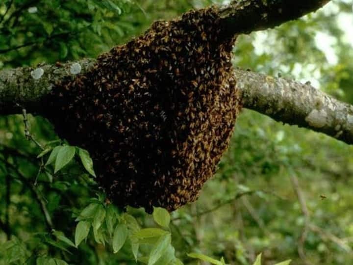 कन्या भोज में मधुमक्खियों का हमला 