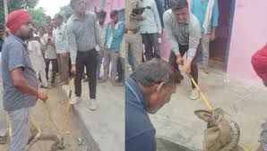 khatima, 15 feet long python, enters house