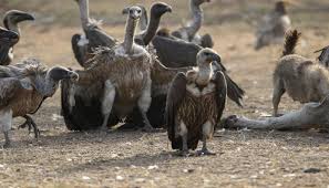 bhopal,  Vultures flocking , Barabanki, animal lover gag