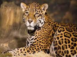 bhopal, After Tiger, MP status ,leopard state, figures released,tiger day