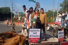 Indore, Congress protests, against rising prices, petrol and diesel, bullock cart