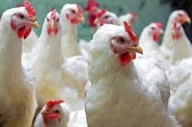 bhopal,Bird flu confirmed, chickens, Indore and Neecham, chicken market closed