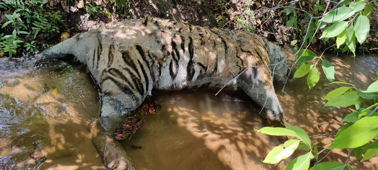 umaria, Suspected death,another tiger,Bandhavgarh Tiger Reserve