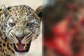 Dhar, 8-year-old boy, dies due to leopard attack