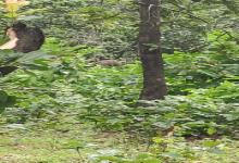 anuppur, Elephant team ,reached Chhattisgarh, administration alert