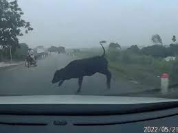 छतरपुर में गाय को बचाने की कोशिश में कार पलटने से बुजुर्ग दंपति की मौत