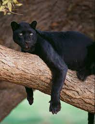 विलुप्त प्रजाति का काला तेंदुआ दिखाई दिया