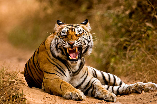 बांधवगढ़ टाइगर रिजर्व के मगधी जोन में दिखा बाघ