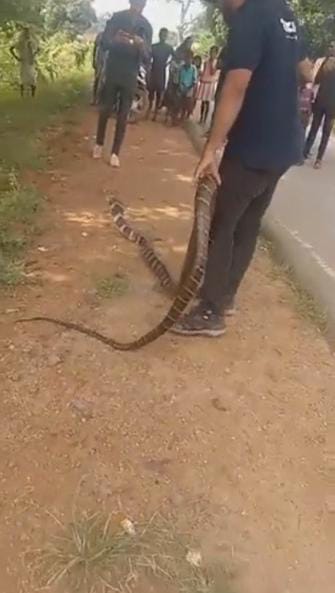 मदनपुर गांव में मिला किंग कोबरा