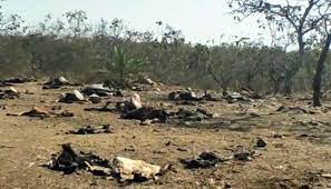 bhopal, case of death ,cows in Padmi Gaushala