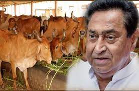 bhopal, Kamal Nath, lashed out, government over, death of cows