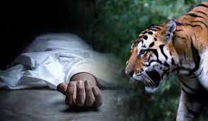 seoni, One killed , tiger attack