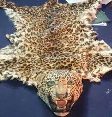 bhopal, Punishment, 3 accused, involved in illegal trade, wild animal leopard