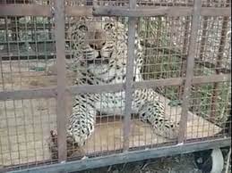 dewas,Leopard caught, cage , bank note press area