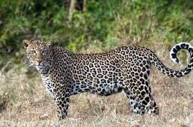 mandla, Leopard attack , villagers , pick up Mahua