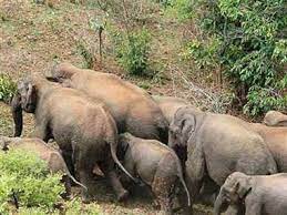 sehdol, group of elephants, attacked the couple 
