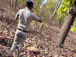 seoni, Woman , picker Mahua, forest dies , wild animal