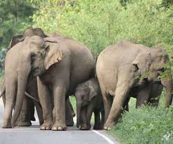 हाथियों ने किया बुजुर्ग दंपती पर हमला
