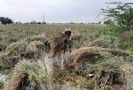 ओलावृष्टि और बारिश ने किया किसानों का बुरा हाल