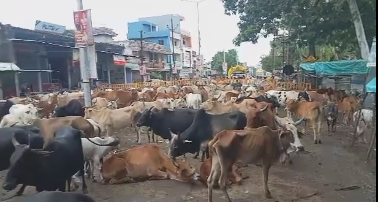 हिंदूवादी संगठनों ने सड़क पर गायों को किया इक्कठा 