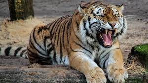 बाघ के हमले में महिला की मौत