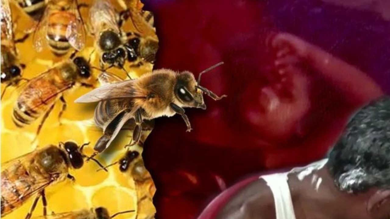 कन्या भोज में मधुमक्खियों का हमला 