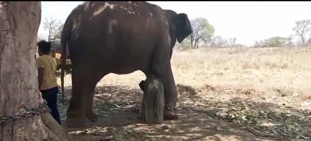 हथनी कृष्णकलीं और मोहनकली ने जन्मे बच्चे 