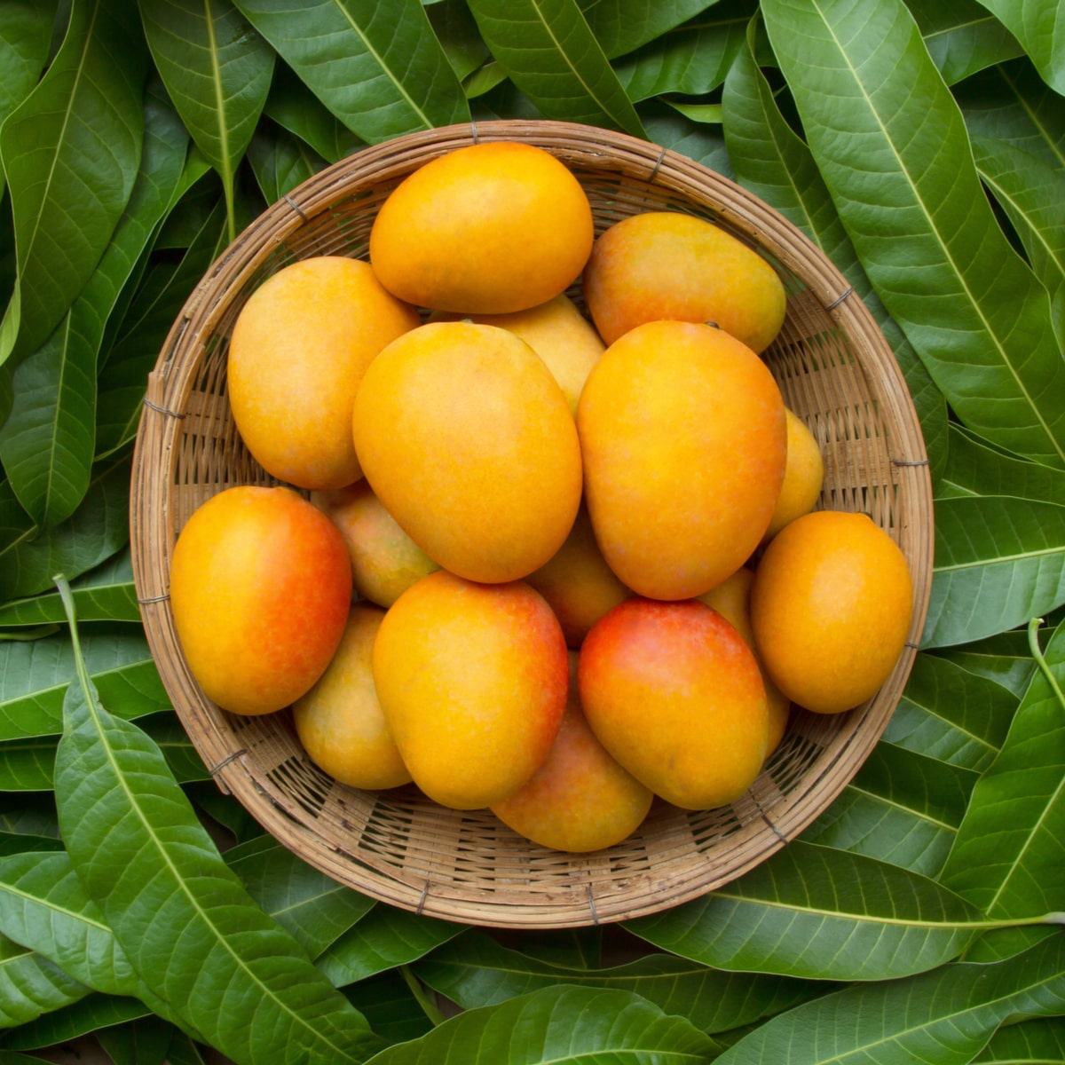 Big news for mango lovers