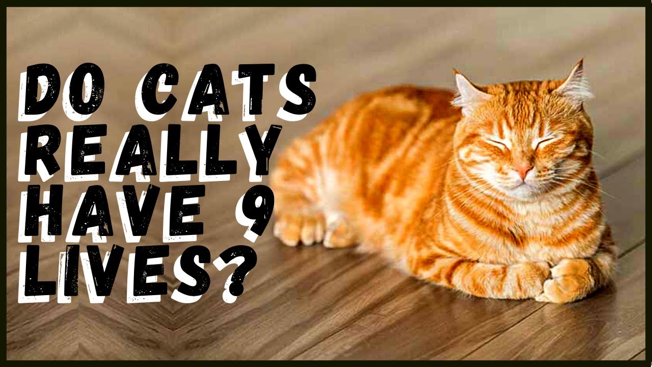 Do cats really have nine lives
