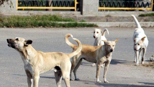 Many street dogs attacked with pellet gun