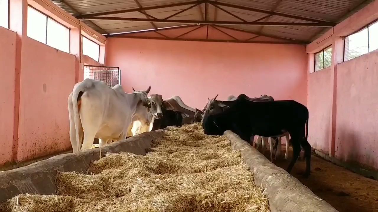 400 acre cow shed to be built in MP