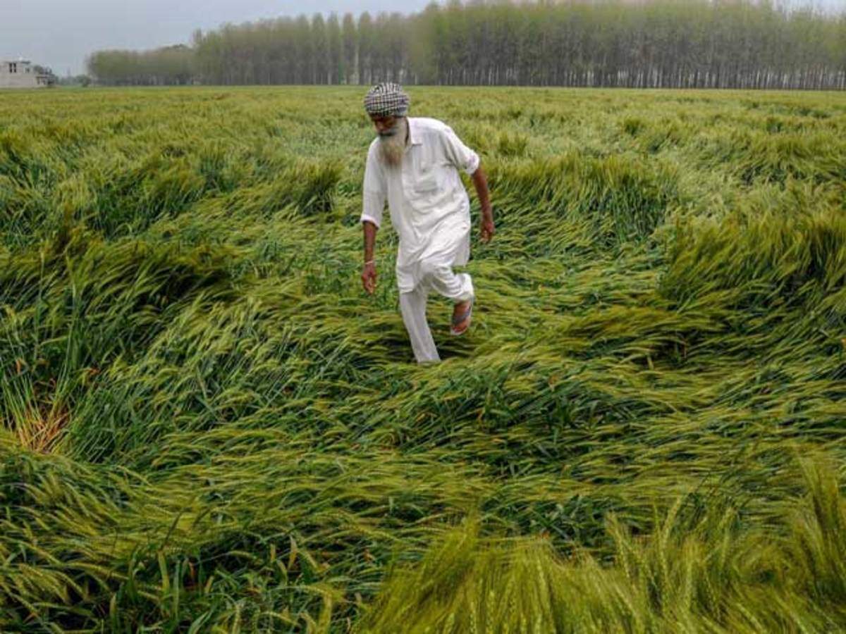 Farmers will dance with the heavy rain