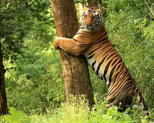 Woman hunted by tiger in MP