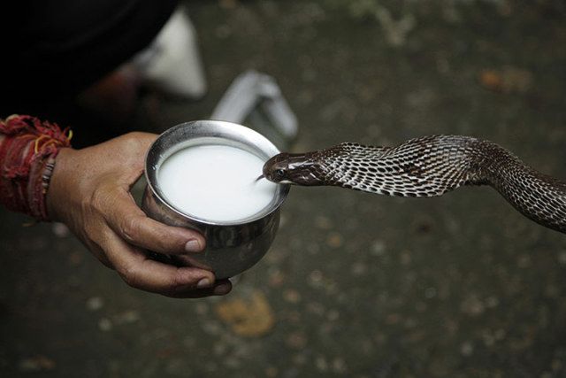 feeding milk to snakes on the day of Nag Panchami