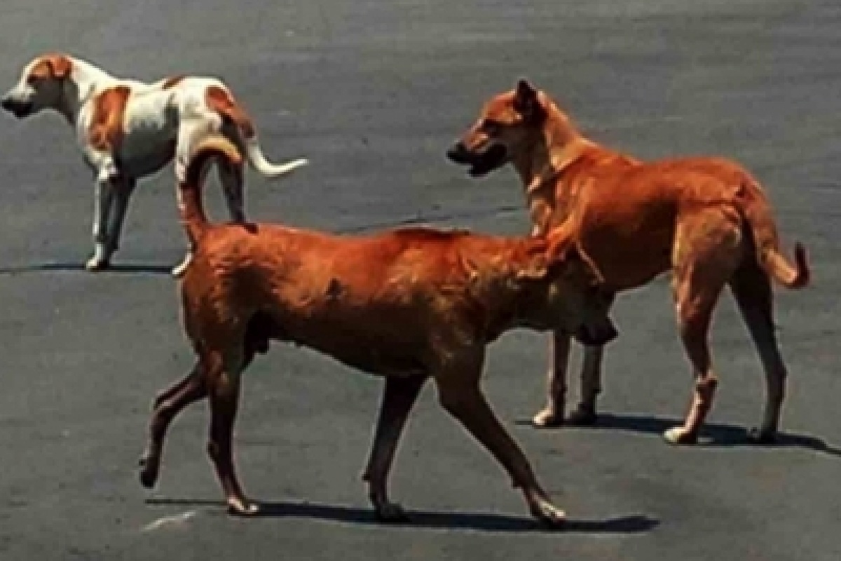 Three street dogs reached Ganesh Mandapam 